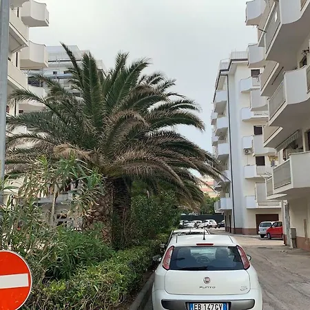 Shangrilla' * San Salvo